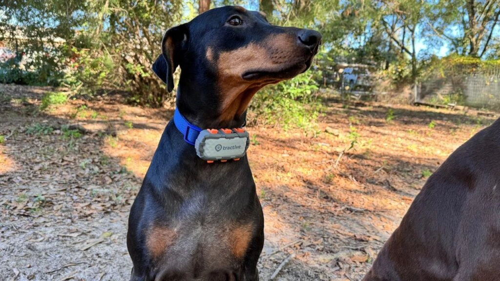 AI-Integrated GPS Wireless Fences