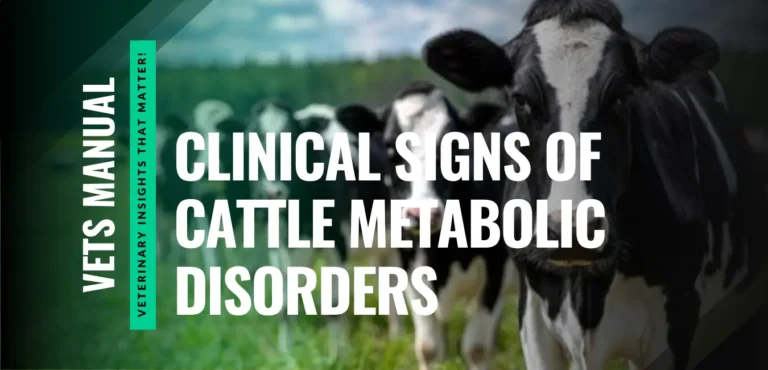 15 Early Clinical Signs of Metabolic Disorders in Cattle