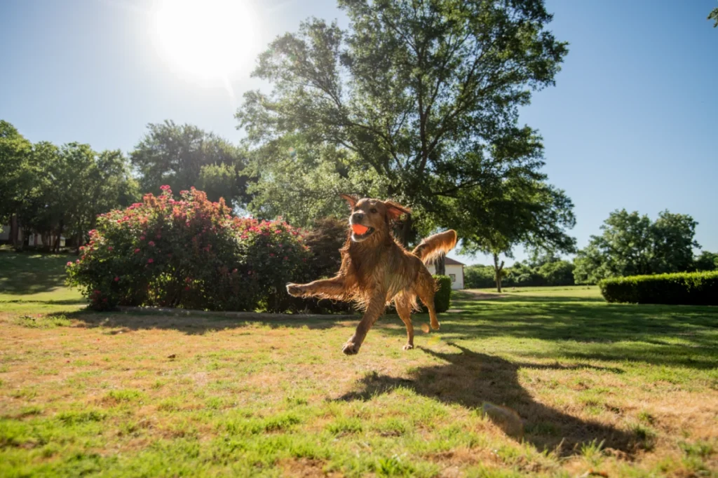 Electric or Invisible In-Ground Fencing