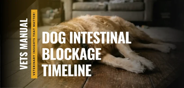 Dog Intestinal Blockage Timeline - Symptoms and Treatment
