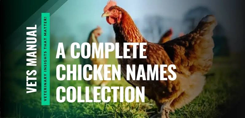 120+ Chicken Names - Funny, Cute, Unique & Themed Ideas for Your Feathered Friends