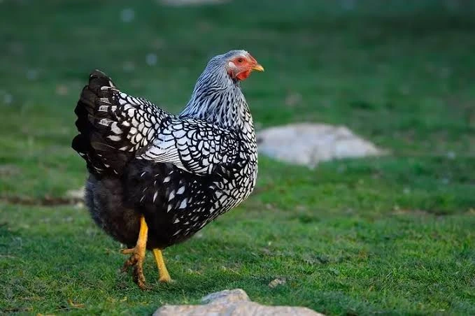 Silver Laced Wyandotte Chicken – Complete Care, Egg Production & Temperament Guide for Backyard Keepers Silver Laced Wyandotte Chicken - Complete Care, Egg Production & Temperament Guide for Backyard Keepers