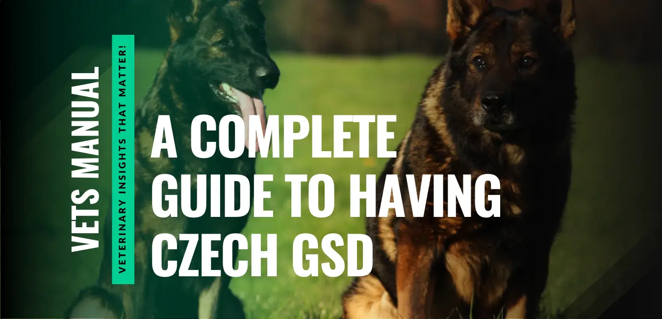 Czech GSD - Traits, Training, and Why They Are Unique