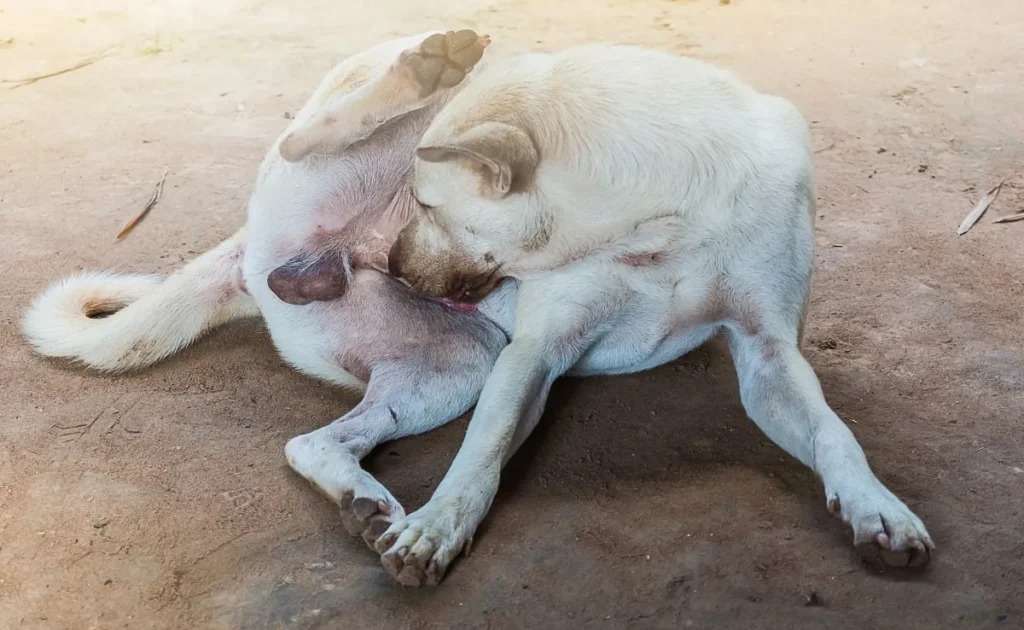 Dog Licking its Anal Glands