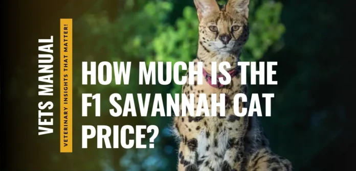 F1 Savannah Cat Price in 2026: Cost and Ownership Expenses