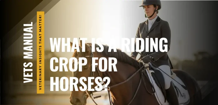 What Is a Riding Crop? Uses, Types & Meaning