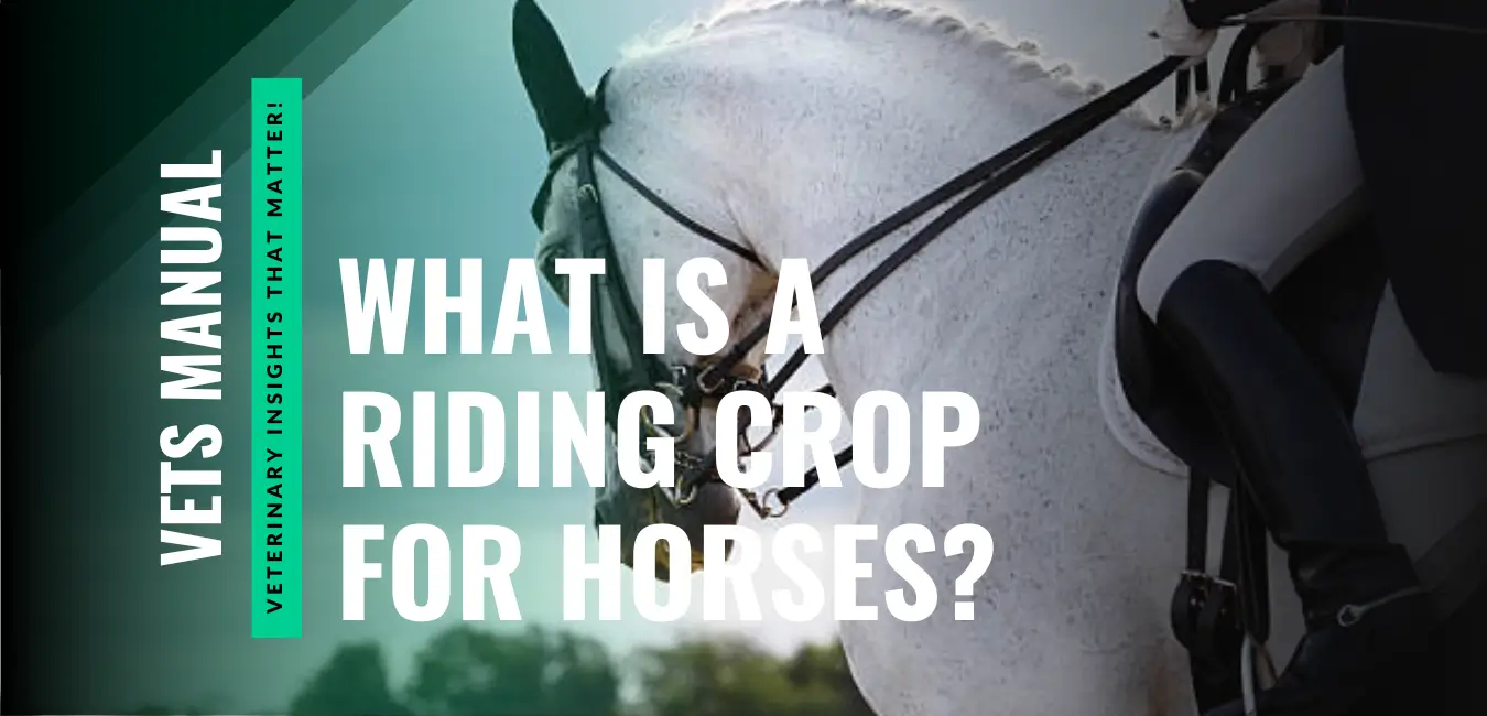 What Is a Riding Crop? Uses, Types & Meaning