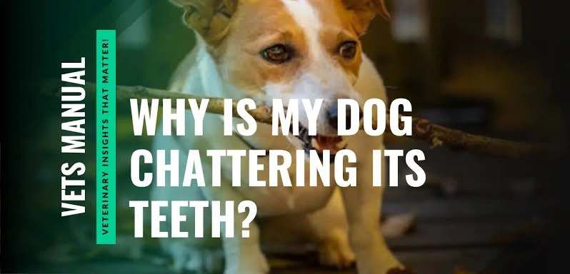Why Is My Dog Chattering Its Teeth? Causes, Symptoms, and Solutions