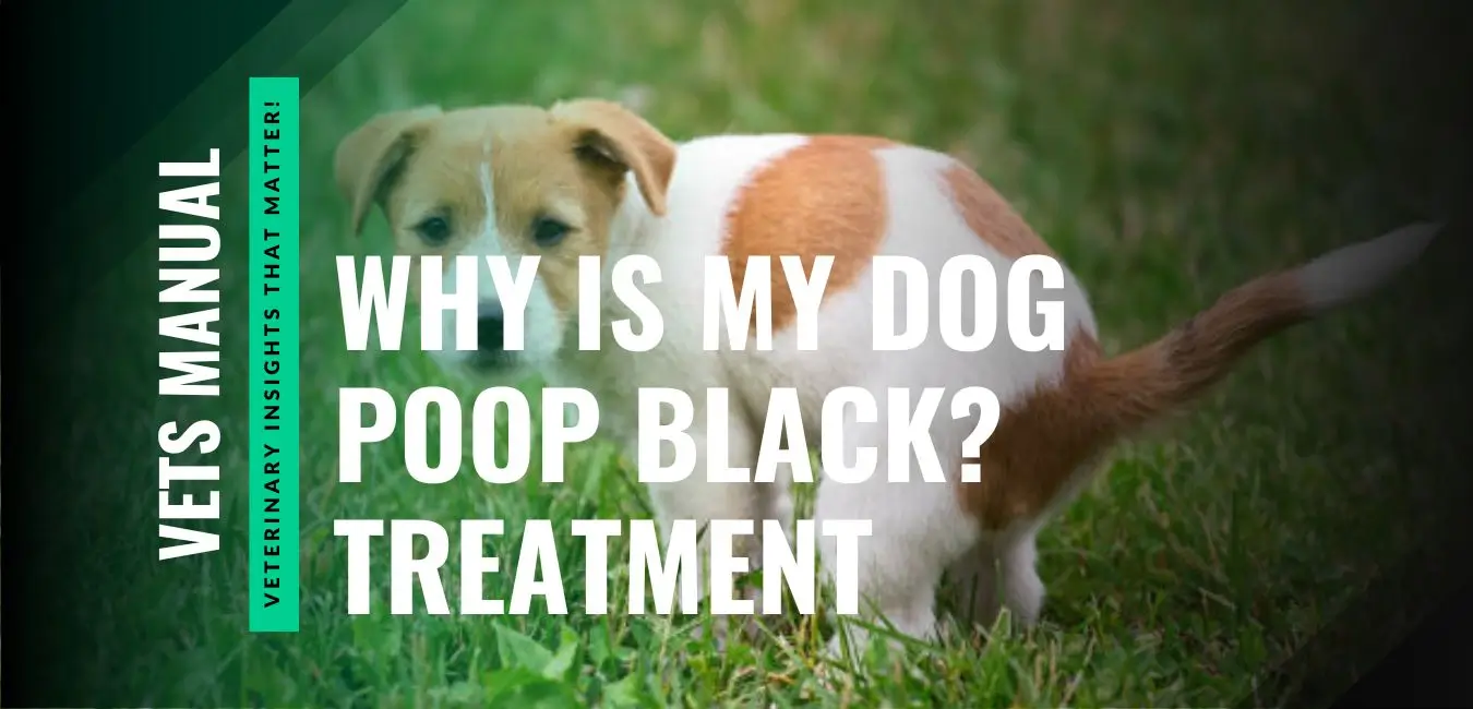 Why Is My Dog Poop Black? Causes, Risks, and Treatment