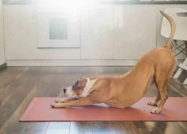 Why is My Dog Stretching a Lot? Shocking Facts
