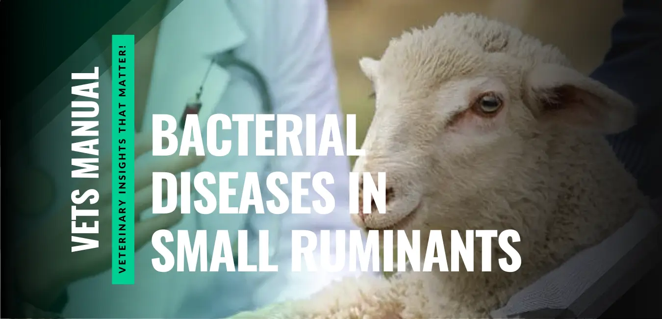 15 Most Common Bacterial Diseases in Small Ruminants (Sheep and Goats)