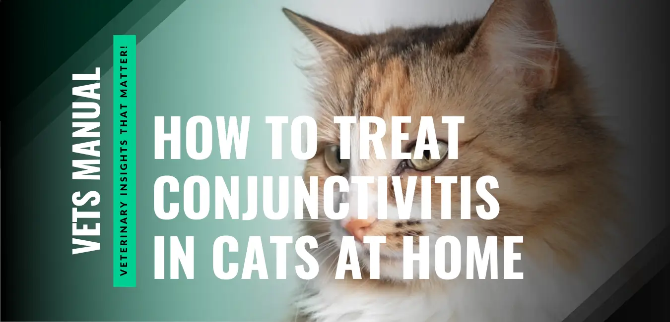 How to Treat Conjunctivitis in Cats at Home (Vet-Approved Advice)