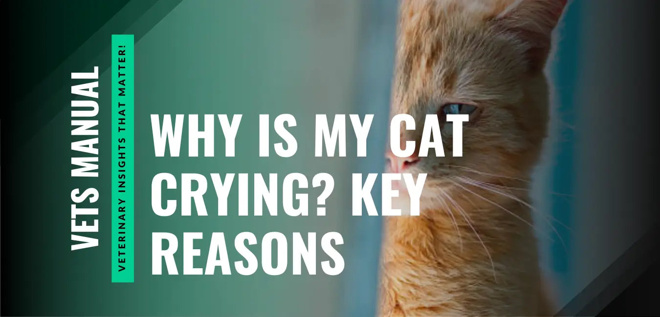 Why Is My Cat Crying? Causes, Meanings & How to Help Your Feline Friend