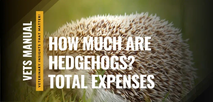 How Much Are Hedgehogs? Cost, Buying Tips, & Care Expenses