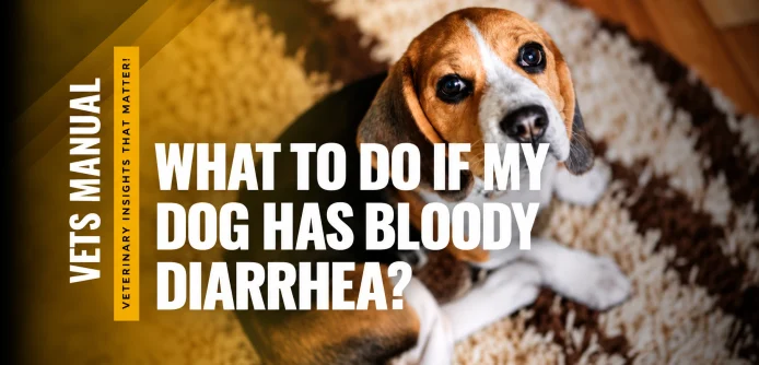 Dog Bloody Diarrhea: Causes, Emergency Signs & Treatment