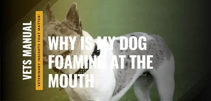 Why Is My Dog Foaming at the Mouth? Causes and Treatment