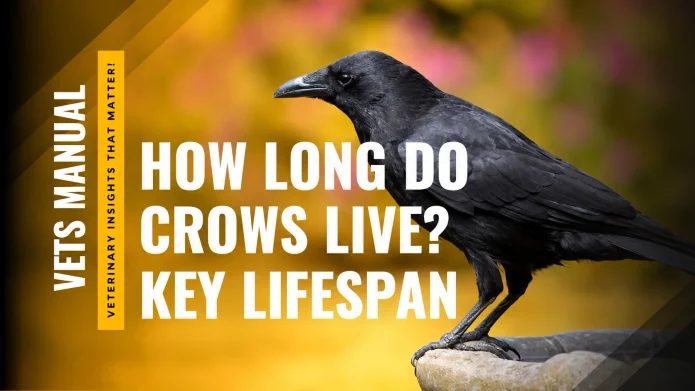 How Long Do Crows Live? Lifespan in the Wild vs Captivity and What Affects Their Survival