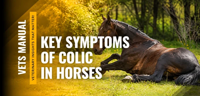 What are the Symptoms of Colic in Horses?