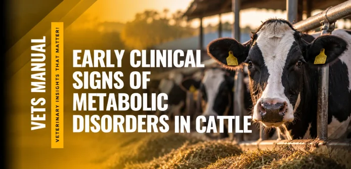 Early Clinical Signs of Metabolic Disorders in Cattle