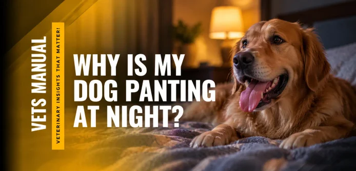 Dog Panting At Night: Causes and Treatment