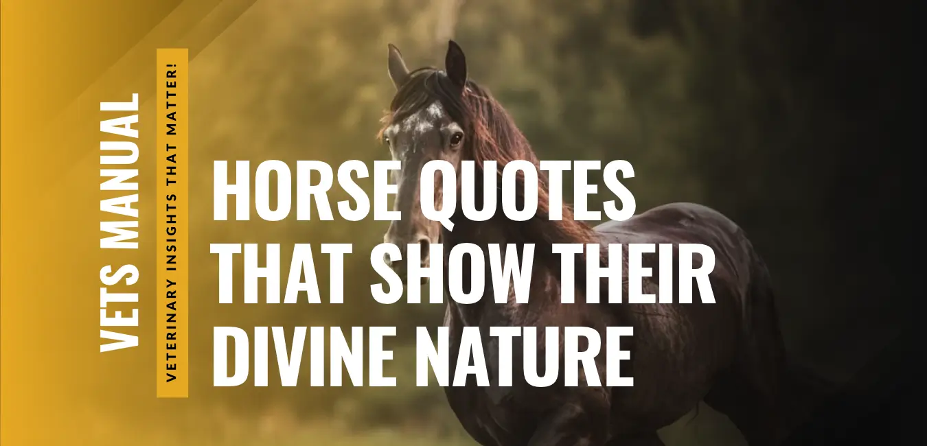 100 Horse Quotes: Famous, Meaningful, Inspirational & Crazy